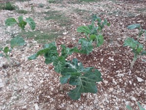 Croatian cabbage in really stoney soil. 