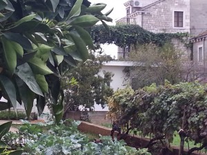 Fruit and Vegetable garden in Croatia retained by a stone wall.